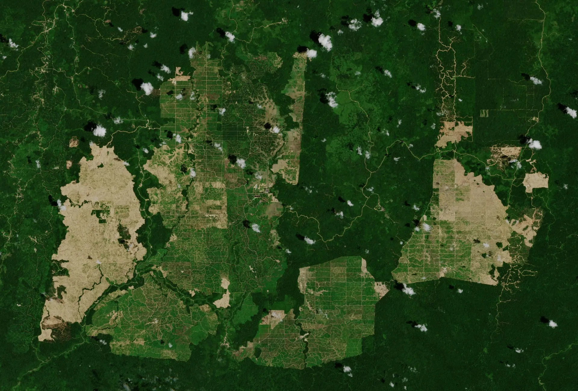Palm_oil_plantations