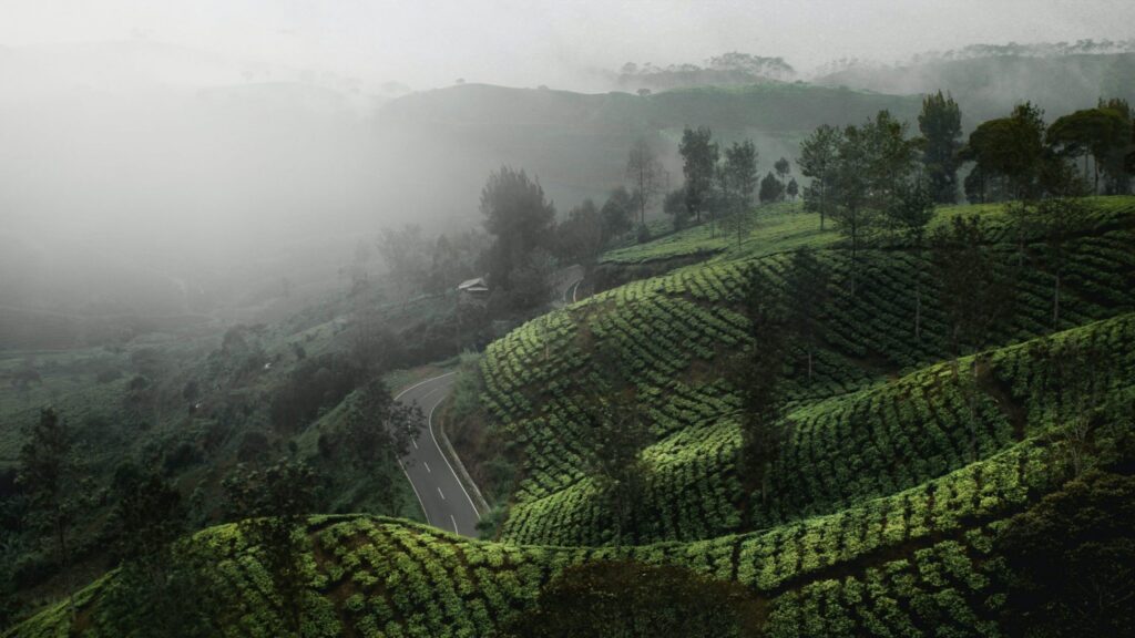 Green fields in Indonesia